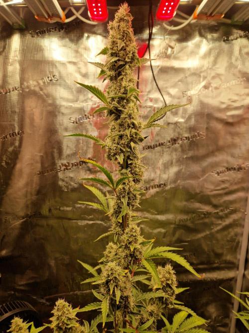 Sherbet Queen Auto. Week 7 - 20.8