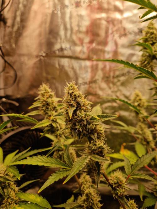 Sherbet Queen Auto. Week 7 - 20.8