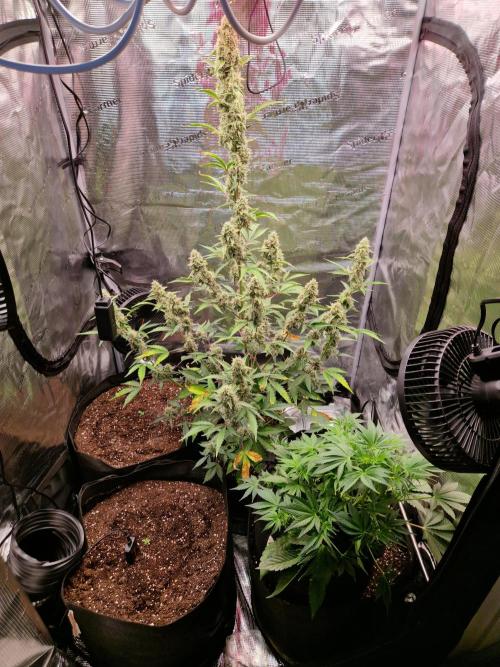 Sherbet Queen Auto. Week 7 - 21.8