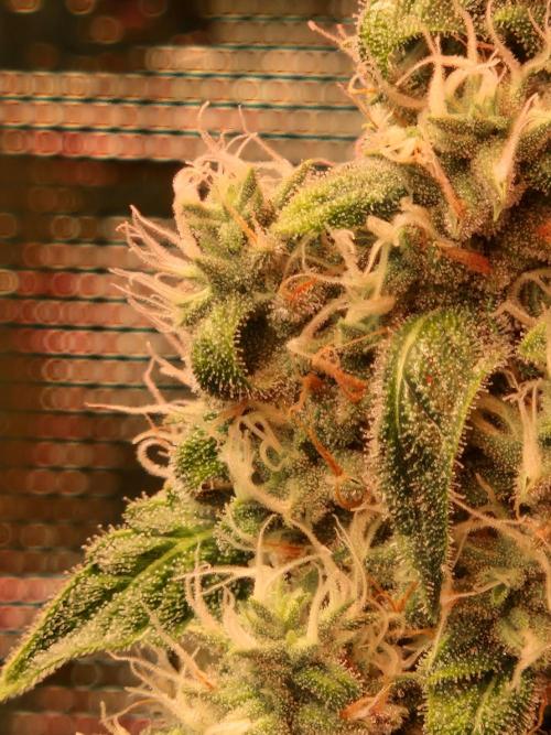Sherbet Queen Auto. Week 7 - 21.8