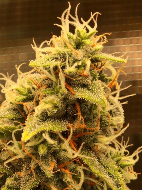 Sherbet Queen Auto. Week 7 - 21.8