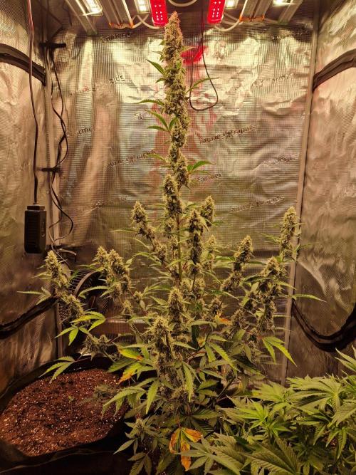 Sherbet Queen Auto. Week 7 - 21.8