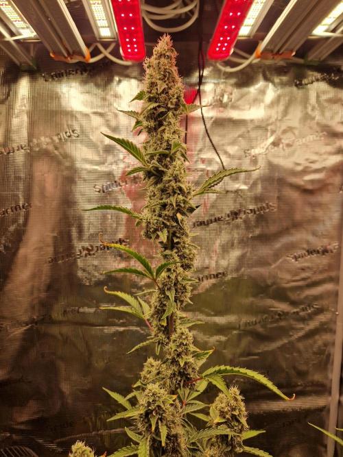 Sherbet Queen Auto. Week 7 - 21.8