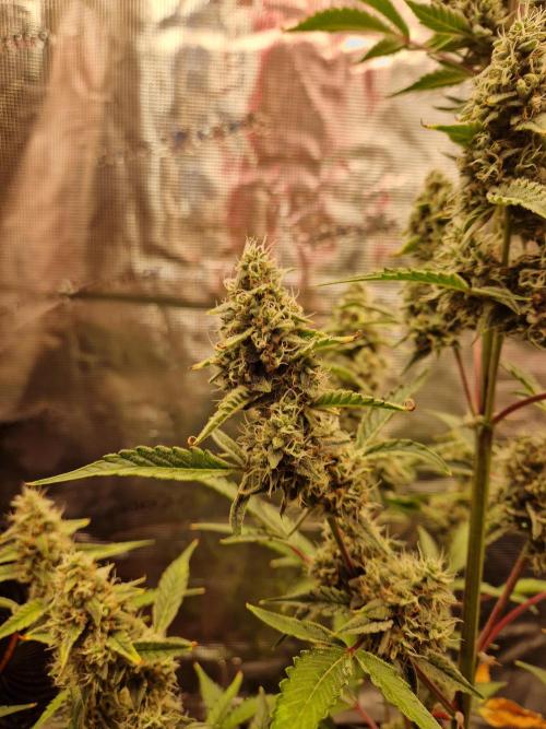 Sherbet Queen Auto. Week 7 - 21.8