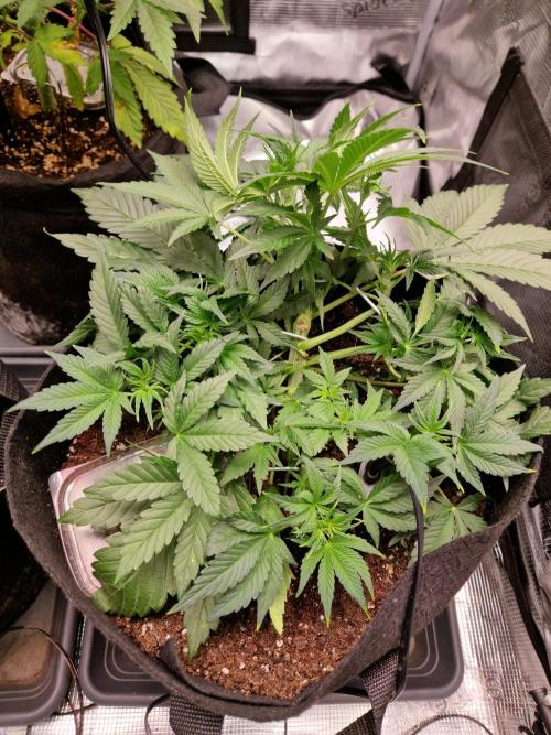 Frostbanger Auto F4. Week 4 - 15.6