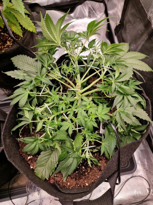 Frostbanger Auto F4. Week 4 - 15.6