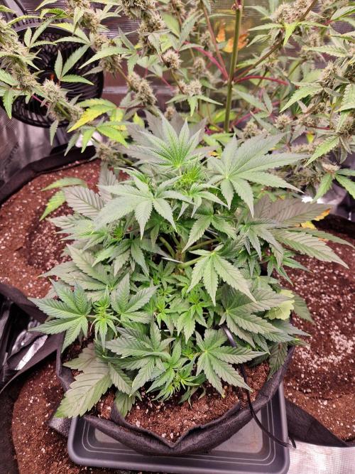 Frostbanger Auto F4. Week 4 - 16.6