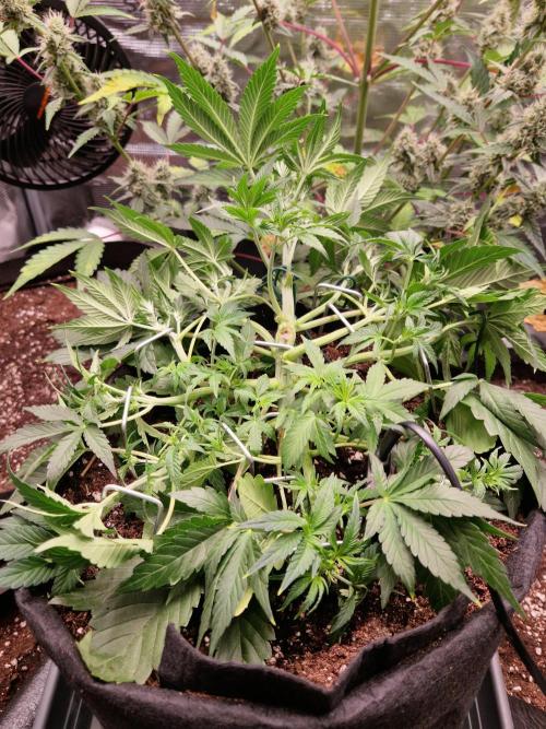 Frostbanger Auto F4. Week 4 - 16.6