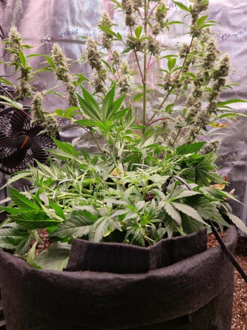 Frostbanger Auto F4. Week 4 - 16.6
