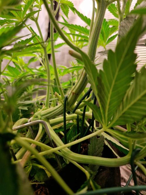 Frostbanger Auto F4. Week 4 - 20.6