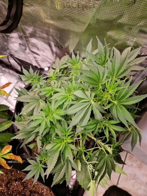 Frostbanger Auto F4. Week 4 - 20.6