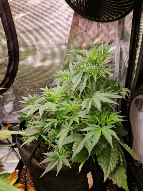 Frostbanger Auto F4. Week 4 - 20.6