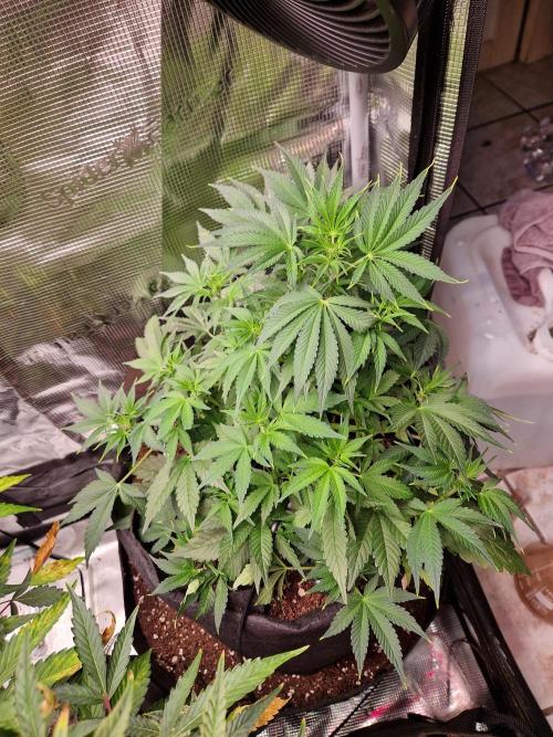 Frostbanger Auto F4. Week 4 - 21.6