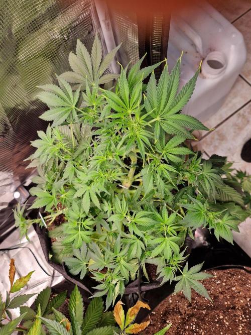 Frostbanger Auto F4. Week 4 - 21.6