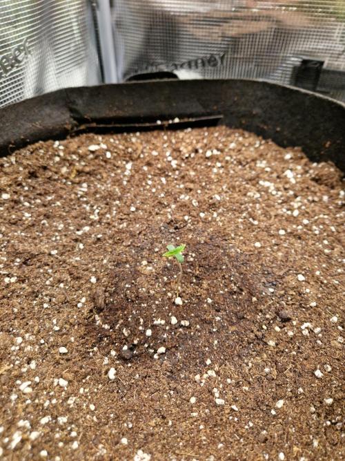 Mix Pack Auto RF3. Week 1 - 20.6