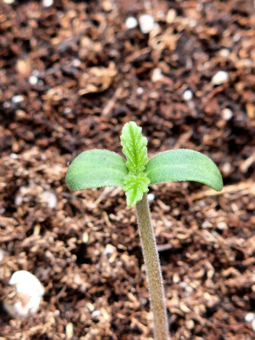Mix Pack Auto RF3. Week 1 - 20.6