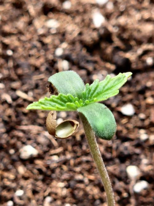Mix Pack Auto RF3. Week 1 - 20.6