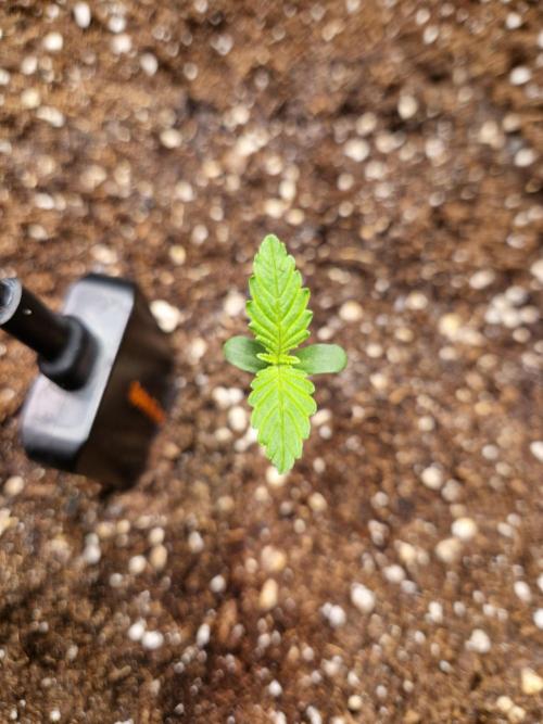 Mix Pack Auto RF3. Week 1 - 22.6