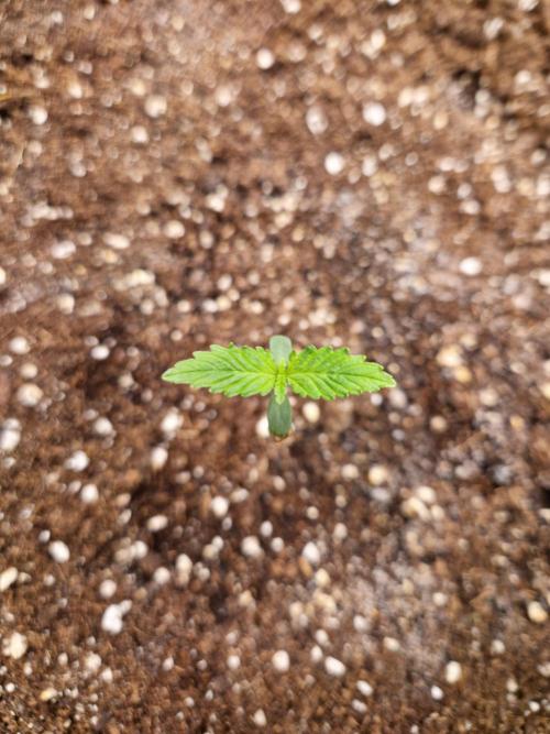 Mix Pack Auto RF3. Week 1 - 22.6