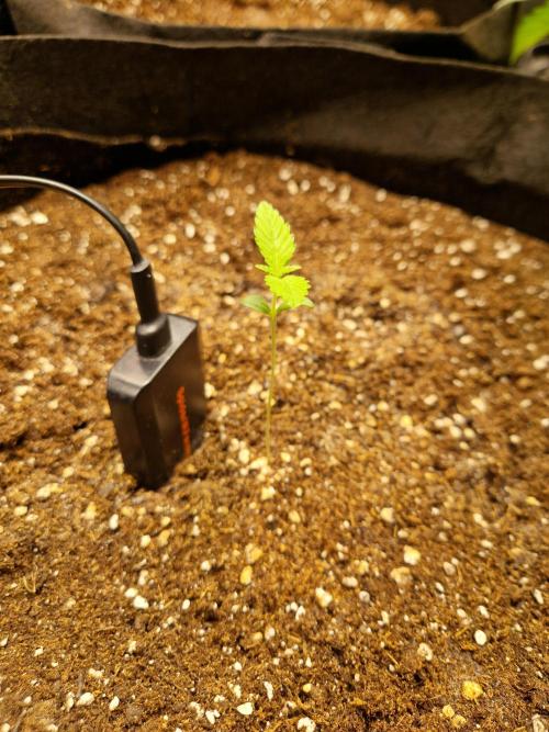 Mix Pack Auto RF3. Week 1 - 23.6