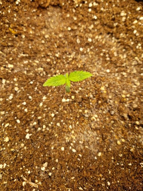 Mix Pack Auto RF3. Week 1 - 23.6