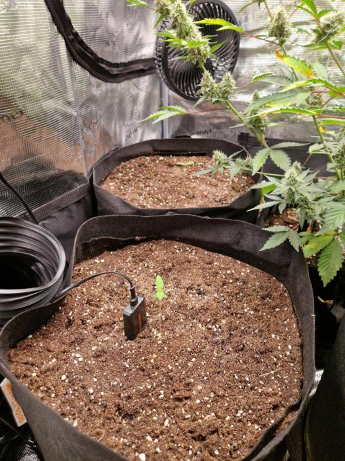 Mix Pack Auto RF3. Week 1 - 23.6