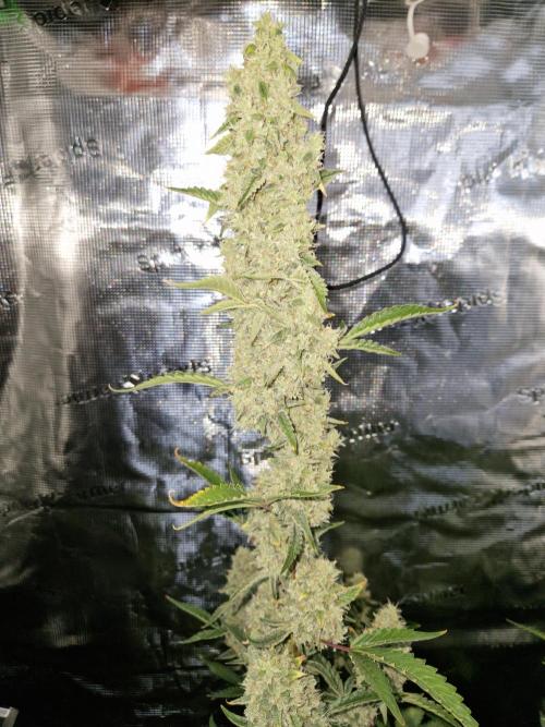 Sherbet Queen Auto. Week 8 - 28.6