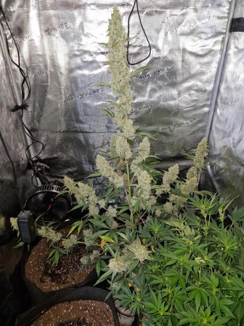Sherbet Queen Auto. Week 8 - 28.6