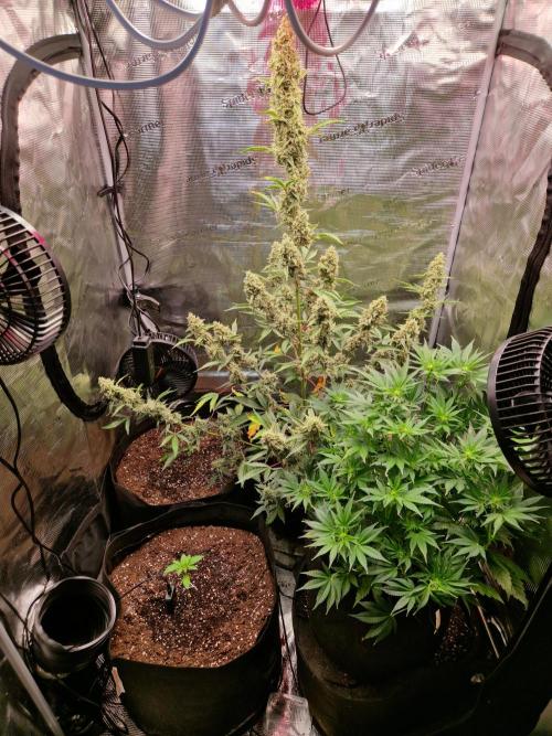 Sherbet Queen Auto. Week 8 - 28.6