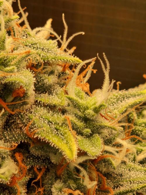 Sherbet Queen Auto. Week 8 - 28.6