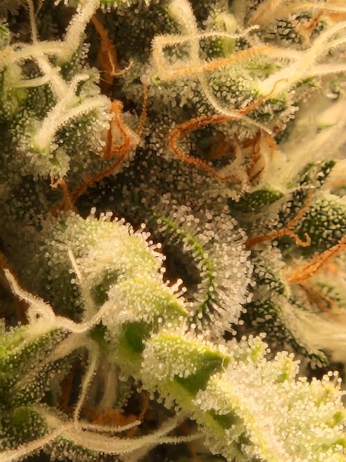 Sherbet Queen Auto. Week 8 - 28.6