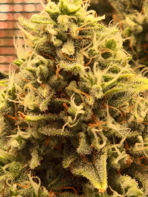 Sherbet Queen Auto. Week 8 - 28.6