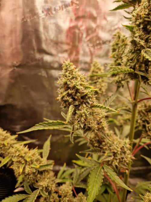 Sherbet Queen Auto. Week 8 - 28.6