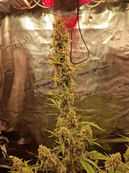 Sherbet Queen Auto. Week 8 - 28.6
