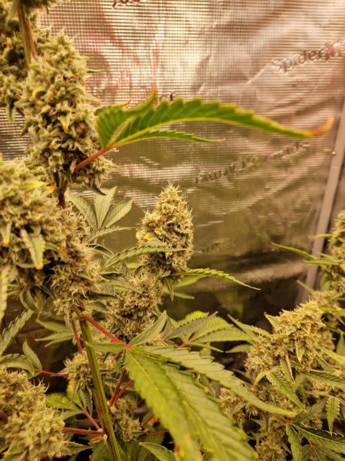 Sherbet Queen Auto. Week 8 - 28.6