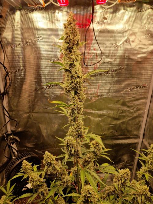 Sherbet Queen Auto. Week 8 - 26.6