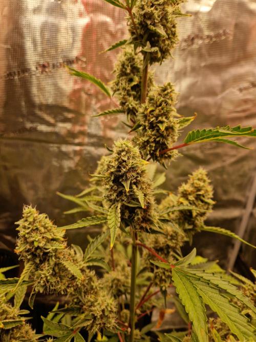 Sherbet Queen Auto. Week 8 - 26.6