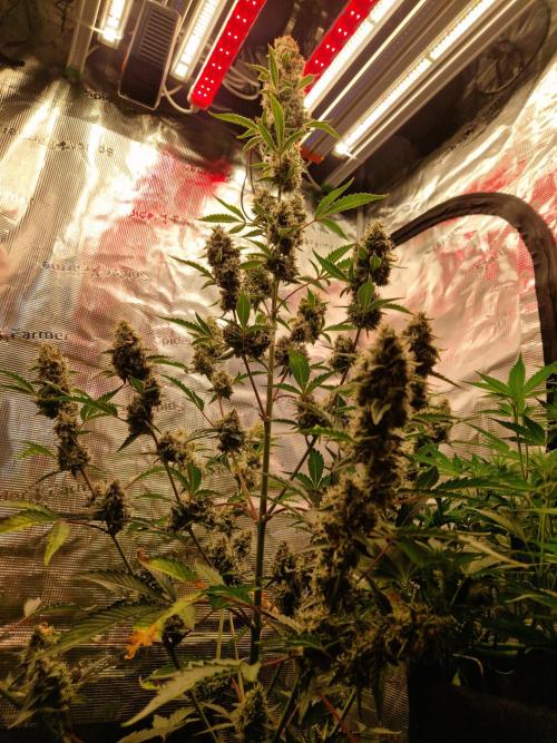 Sherbet Queen Auto. Week 8 - 26.6