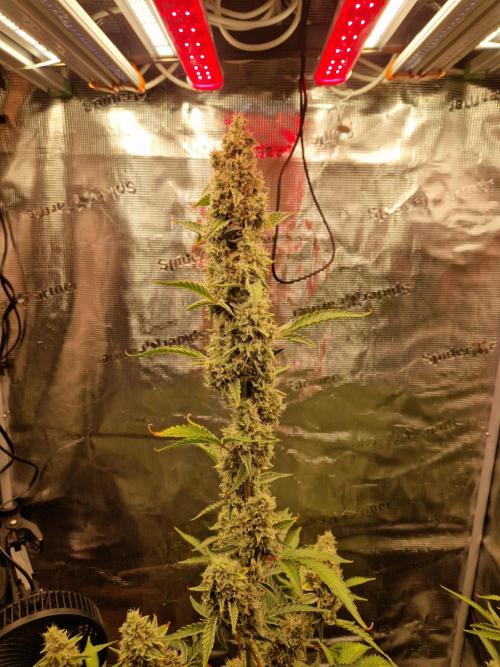 Sherbet Queen Auto. Week 8 - 25.6