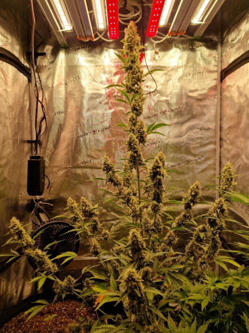 Sherbet Queen Auto. Week 8 - 25.6