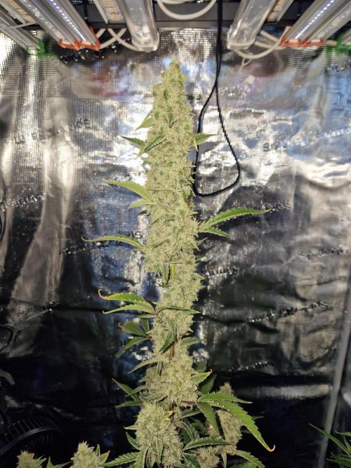 Sherbet Queen Auto. Week 8 - 23.6