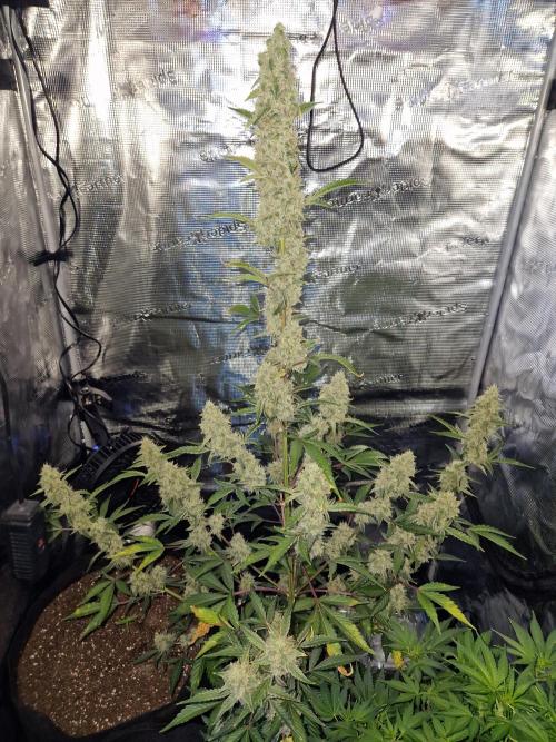 Sherbet Queen Auto. Week 8 - 23.6