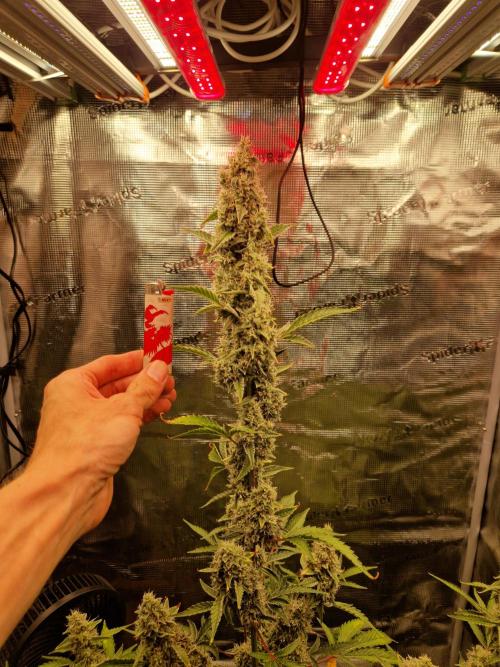 Sherbet Queen Auto. Week 8 - 23.6