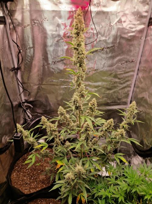 Sherbet Queen Auto. Week 8 - 23.6