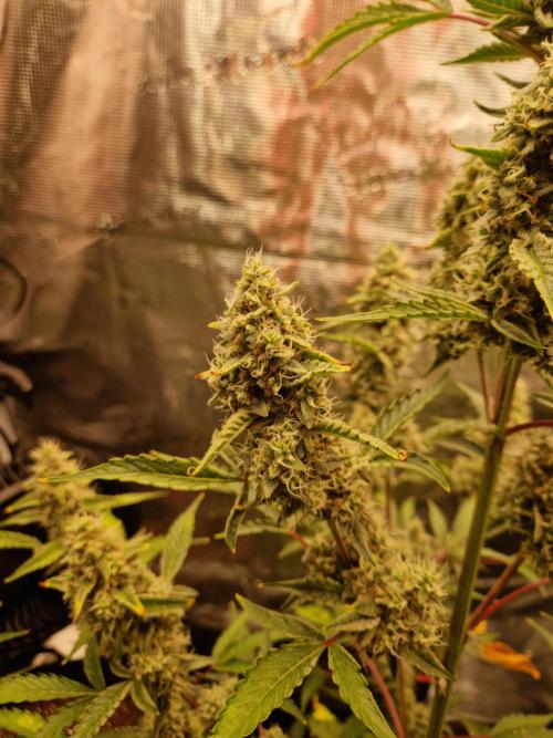 Sherbet Queen Auto. Week 8 - 23.6
