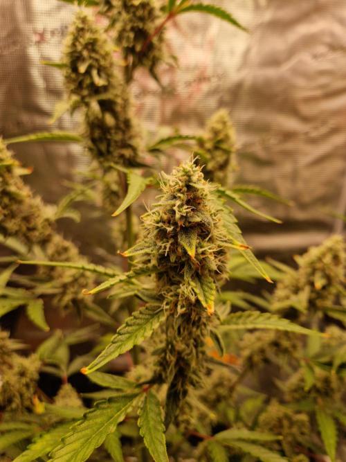 Sherbet Queen Auto. Week 8 - 23.6