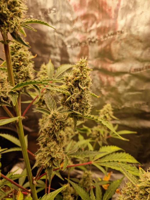 Sherbet Queen Auto. Week 8 - 23.6