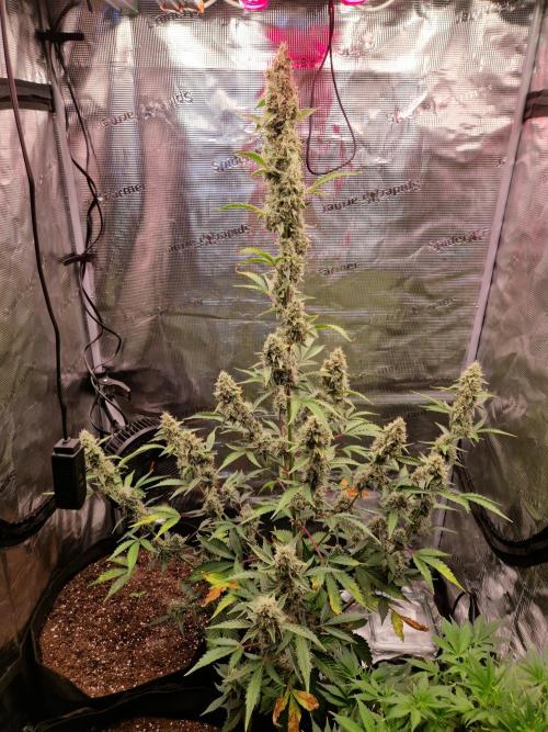 Sherbet Queen Auto. Week 8 - 22.6