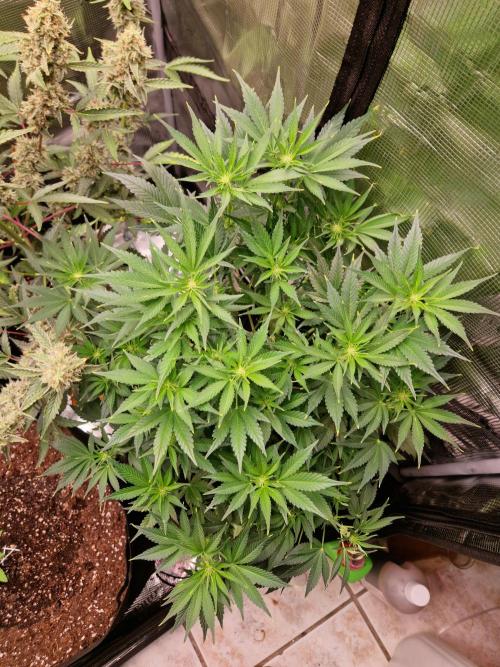 Frostbanger Auto F4. Week 5 - 28.6