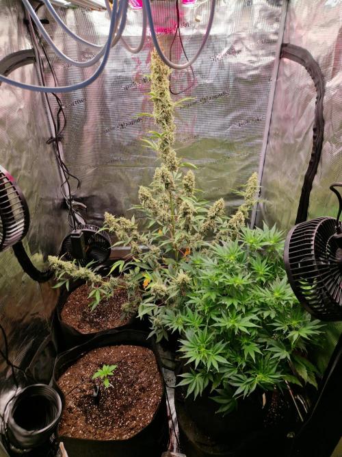 Frostbanger Auto F4. Week 5 - 28.6